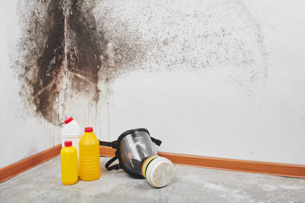 Best Mold Inspection  in Bellevue, IA
