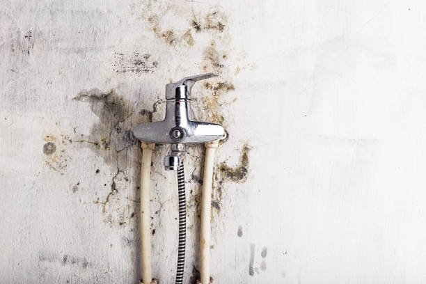 Best Home Mold Removal  in Bellevue, IA