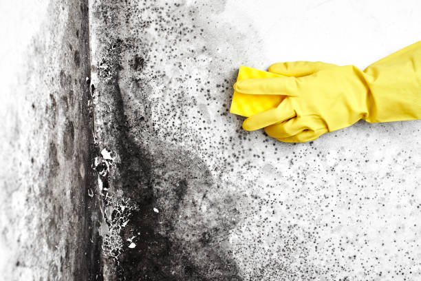 Best Local Mold Removal Service  in Bellevue, IA