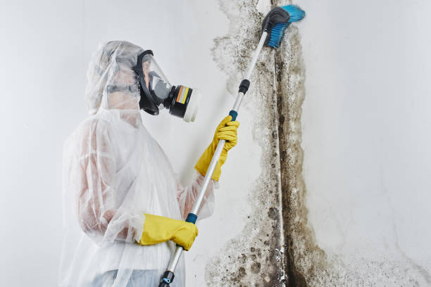 Best Professional Mold Removal  in Bellevue, IA