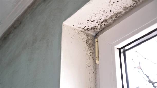 Best Black Mold Removal  in Bellevue, IA