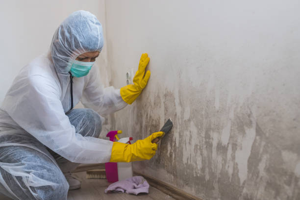 Best Crawl Space Mold Removal  in Bellevue, IA