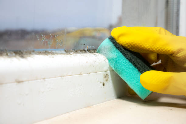 Best Commercial Mold Removal  in Bellevue, IA