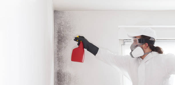 Best Certified Mold Removal  in Bellevue, IA