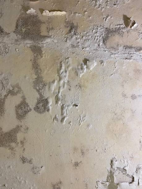Best Mold Cleaning Services  in Bellevue, IA
