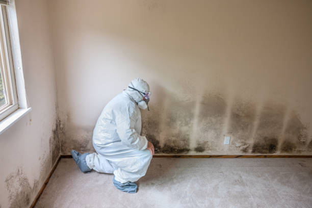 Best Office Mold Removal Services  in Bellevue, IA