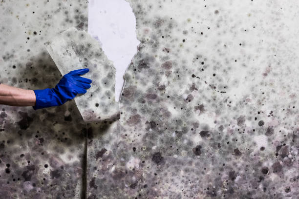 Best Mold Removal Process  in Bellevue, IA