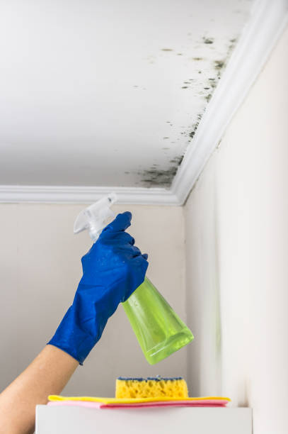 Mold Removal Process in Bellevue, IA